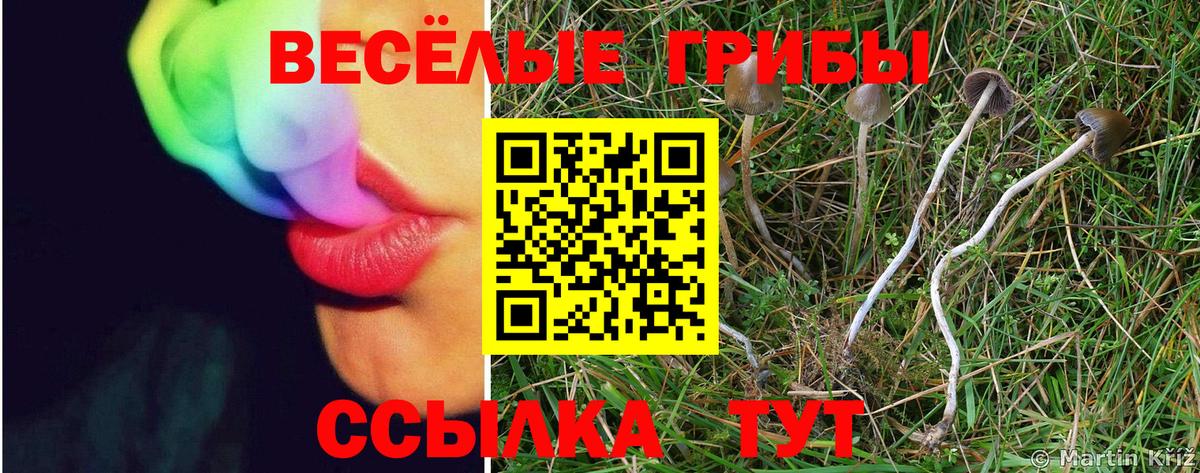 Знаменск  Галлюциногенные грибы Cubensis  Вход с VPN 